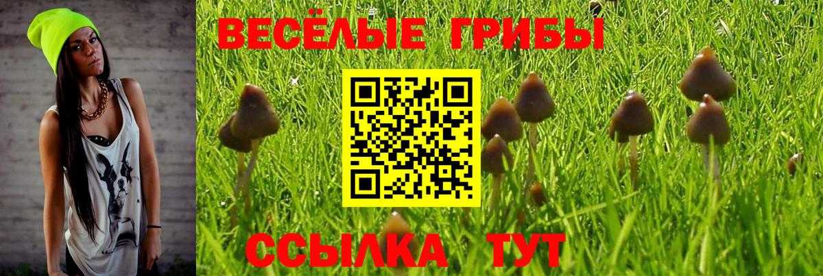 Галлюциногенные грибы Cubensis  Вход с VPN  наркота  Сланцы 